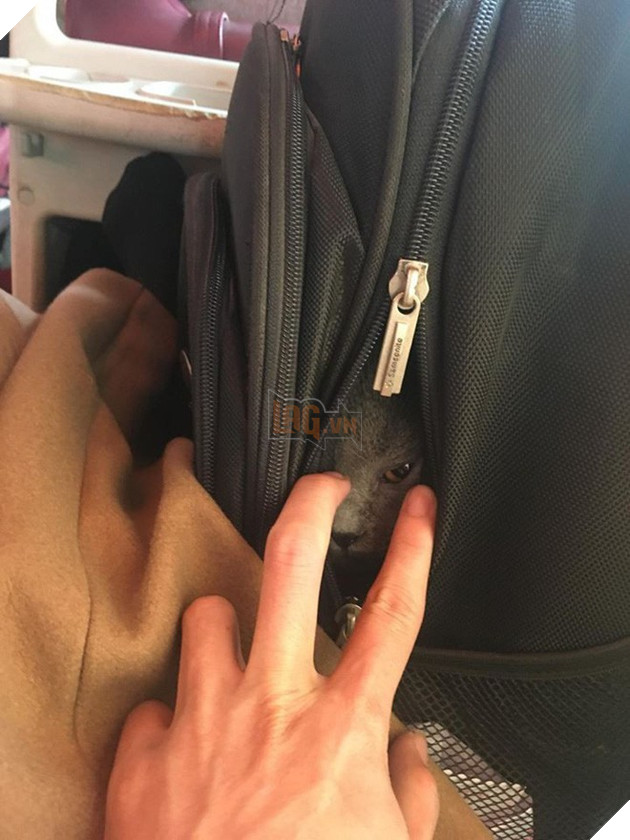  
Mình không hề có mặt ở đây đâu nhé. (Ảnh: Kênh Chó Mèo)