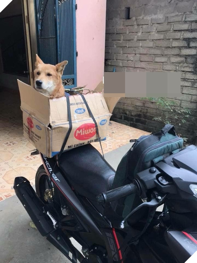  
"Nó dám nhét tôi vào thùng thế này đây". (Ảnh: Hà Tiến Chinh)