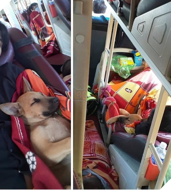  
Cứ thế lên xe mà ngủ thôi chẳng phải lo nghĩ gì cả. (Ảnh: Animal.vn)