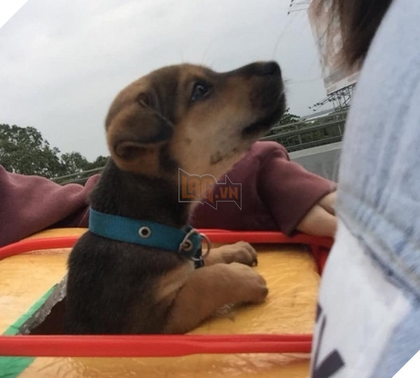  
Con đường về quê ăn Tết thật gian nan. (Ảnh minh họa: Animal.vn)