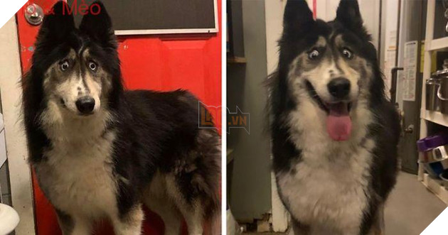 Chú chó có đôi mắt đăm chiêu, luôn nhíu mày, thu hút cư dân mạng