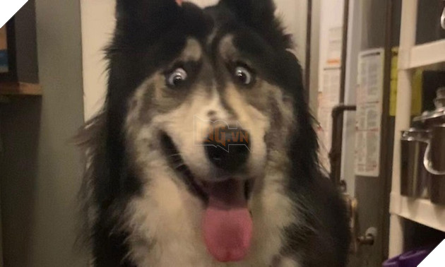 Chú chó có đôi mắt đăm chiêu, luôn nhíu mày, thu hút cư dân mạng 2