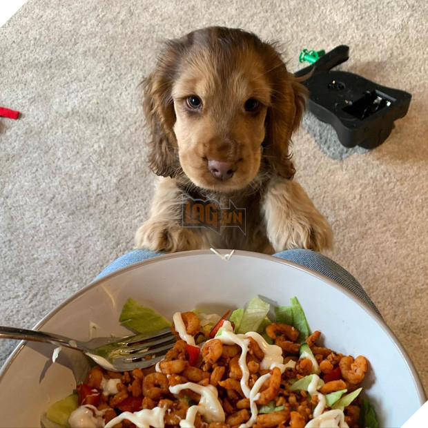 Nàng cún con với đôi mắt biếc khiến cư dân mạng phát cuồng dịp đầu năm - Ảnh 2.