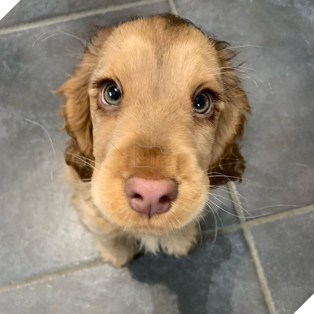 Nàng cún con với đôi mắt biếc khiến cư dân mạng phát cuồng dịp đầu năm - Ảnh 1.