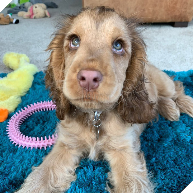 Nàng cún con với đôi mắt biếc khiến cư dân mạng phát cuồng dịp đầu năm - Ảnh 3.