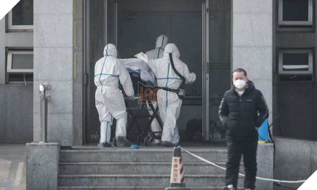 Dơi và rắn có thể là nguồn lây lan virus corona mới