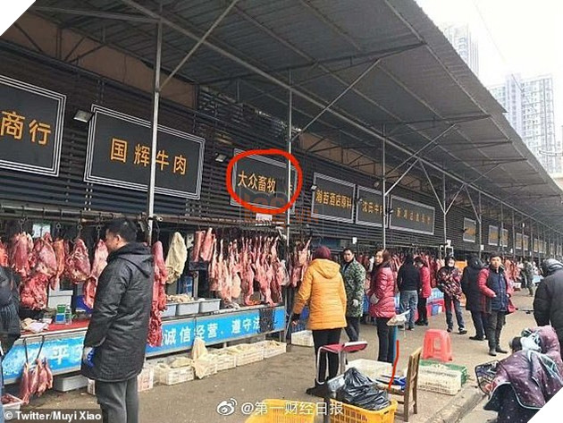 Đột nhập khu chợ động vật tại Trung Quốc chính là tâm điểm gây ra bùng phát virus: Koala, dơi, rắn, chuột đều được bày bán