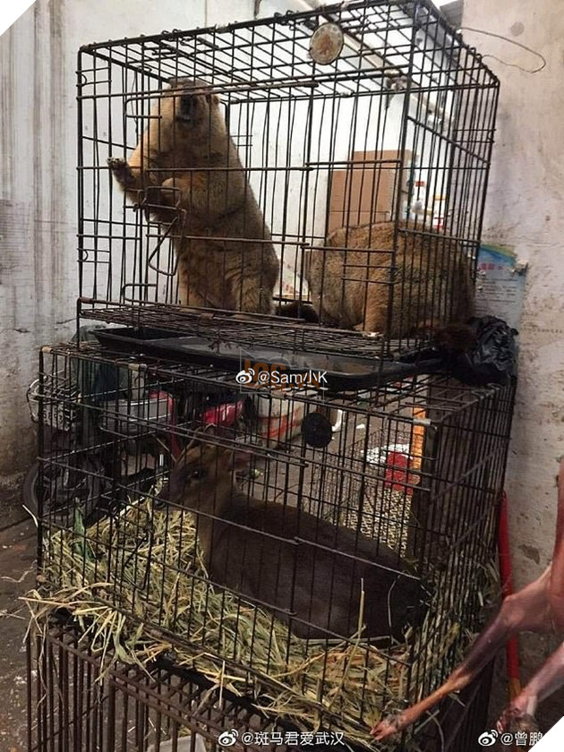 Đột nhập khu chợ động vật tại Trung Quốc chính là tâm điểm gây ra bùng phát virus: Koala, dơi, rắn, chuột đều được bày bán 6