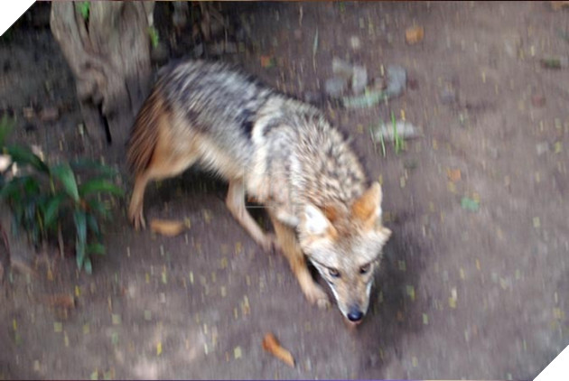 Đột nhập khu chợ động vật tại Trung Quốc chính là tâm điểm gây ra bùng phát virus: Koala, dơi, rắn, chuột đều được bày bán 7