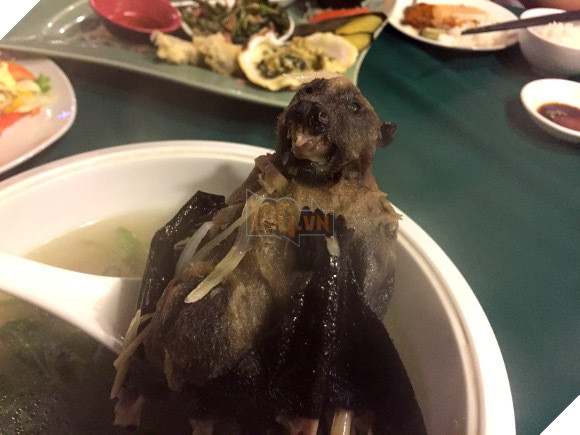 Đột nhập khu chợ động vật tại Trung Quốc chính là tâm điểm gây ra bùng phát virus: Koala, dơi, rắn, chuột đều được bày bán 4