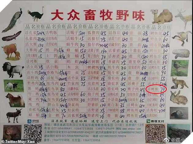 Đột nhập khu chợ động vật tại Trung Quốc chính là tâm điểm gây ra bùng phát virus: Koala, dơi, rắn, chuột đều được bày bán 2