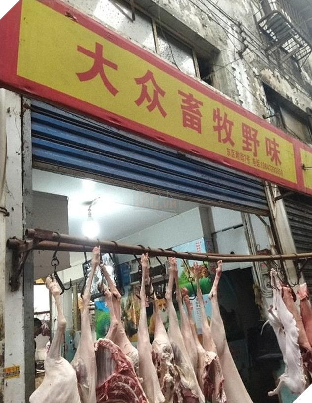 Đột nhập khu chợ động vật tại Trung Quốc chính là tâm điểm gây ra bùng phát virus: Koala, dơi, rắn, chuột đều được bày bán 8