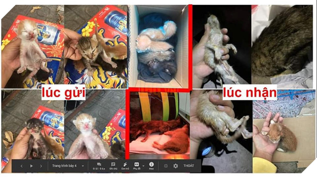 Kinh hoàng quán cà phê mèo có dịch bệnh nhưng vẫn tổ chức mini game cho khách hàng mang mèo đến khiến lây nhiễm chết hàng loạt và nhận mèo hoang nhưng bỏ mặc cho các em sống mất vệ sinh