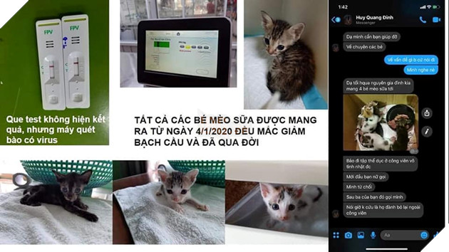 Kinh hoàng quán cà phê mèo có dịch bệnh nhưng vẫn tổ chức mini game cho khách hàng mang mèo đến khiến lây nhiễm chết hàng loạt và nhận mèo hoang nhưng bỏ mặc cho các em sống mất vệ sinh 7