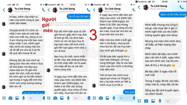 Kinh hoàng quán cà phê mèo có dịch bệnh nhưng vẫn tổ chức mini game cho khách hàng mang mèo đến khiến lây nhiễm chết hàng loạt và nhận mèo hoang nhưng bỏ mặc cho các em sống mất vệ sinh 15