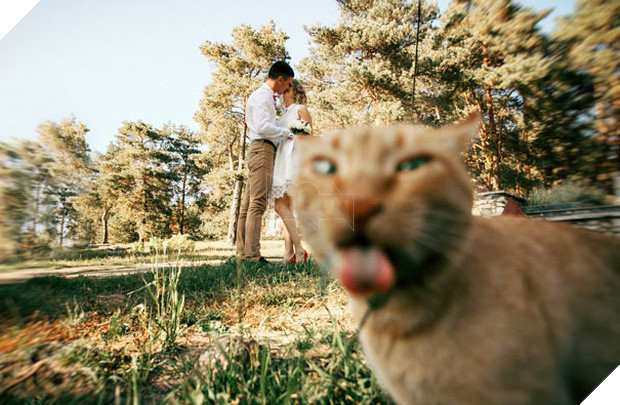 19 con mèo bẩn tính chuyên ném đá Hội những người thích chụp ảnh tự sướng - Ảnh 1.