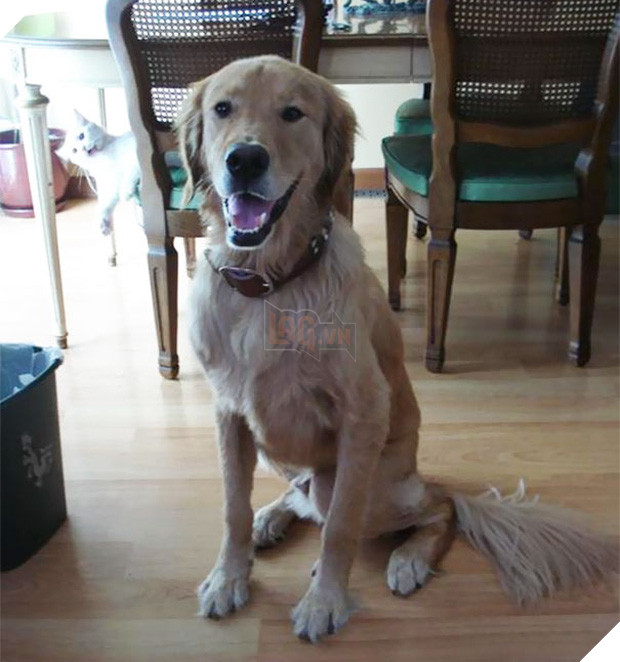 19 con mèo bẩn tính chuyên ném đá Hội những người thích chụp ảnh tự sướng - Ảnh 7.