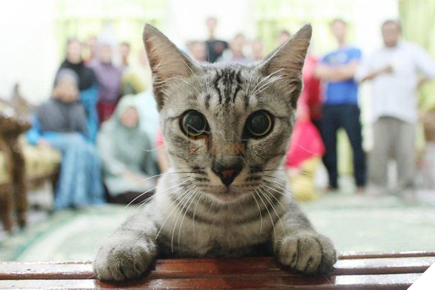 19 con mèo bẩn tính chuyên ném đá Hội những người thích chụp ảnh tự sướng - Ảnh 11.