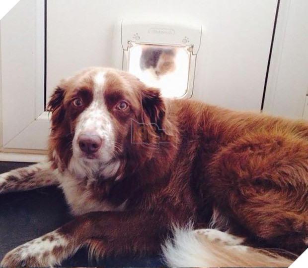 19 con mèo bẩn tính chuyên ném đá Hội những người thích chụp ảnh tự sướng - Ảnh 15.