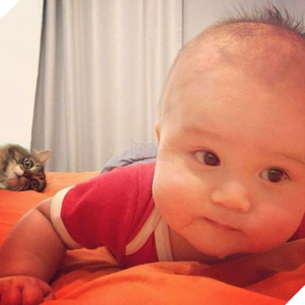 19 con mèo bẩn tính chuyên ném đá Hội những người thích chụp ảnh tự sướng - Ảnh 19.