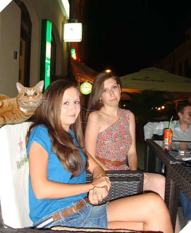 19 con mèo bẩn tính chuyên ném đá Hội những người thích chụp ảnh tự sướng - Ảnh 29.