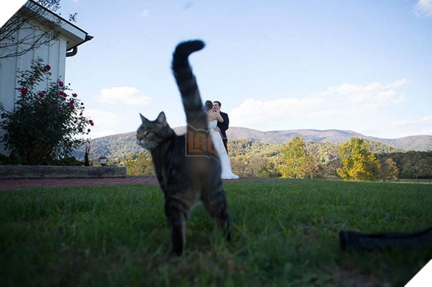 19 con mèo bẩn tính chuyên ném đá Hội những người thích chụp ảnh tự sướng - Ảnh 31.