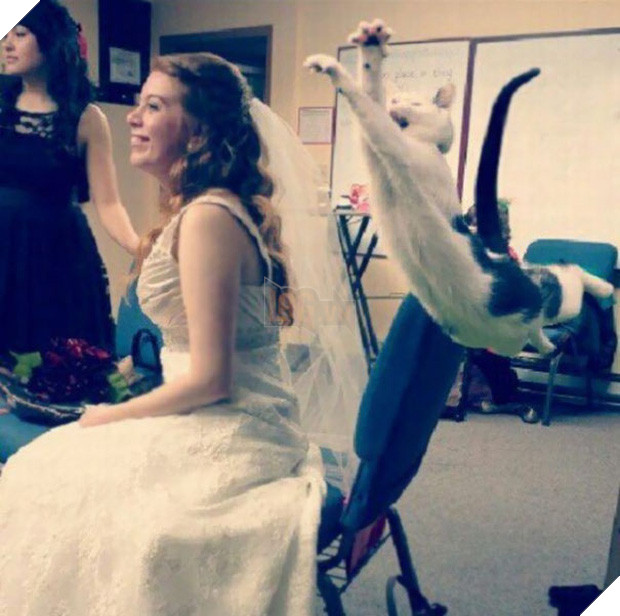 19 con mèo bẩn tính chuyên ném đá Hội những người thích chụp ảnh tự sướng - Ảnh 35.