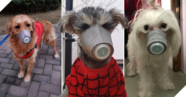 Kết quả hình ảnh cho pet wear face mask