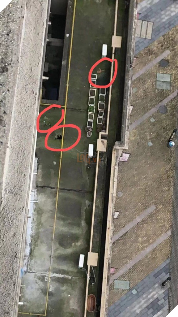 Nhiều chó, mèo ở Trung Quốc bị chủ giết do tin đồn virus corona có thể lây truyền qua vật nuôi 3