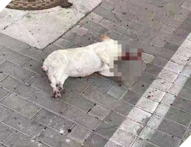 Nhiều chó, mèo ở Trung Quốc bị chủ giết do tin đồn virus corona có thể lây truyền qua vật nuôi