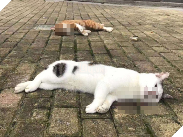 Nhiều chó, mèo ở Trung Quốc bị chủ giết do tin đồn virus corona có thể lây truyền qua vật nuôi 2