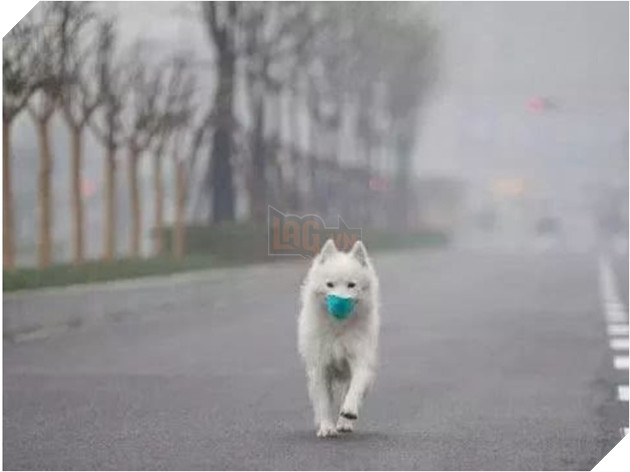 Thú cưng có thể bị nhiễm Corona - Bệnh viêm phổi Vũ hán hay không ?