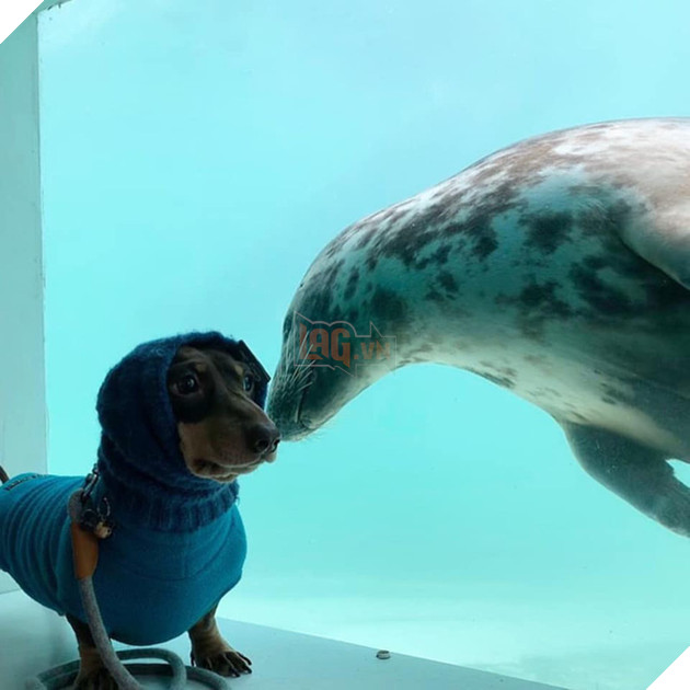 Chó xúc xích và chó biển bất ngờ trở thành bạn thân - Ảnh 2.