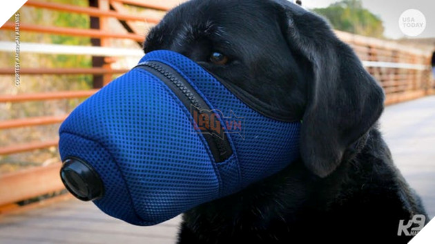 Kết quả hình ảnh cho pet wear face mask