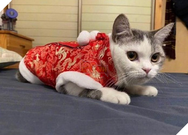 Boss bị chôn sống trong lúc sen bị cách ly do nghi ngờ nhiễm virus corona, cư dân mạng đồng loạt chỉ trích hành động vô nhân đạo - Ảnh 1.