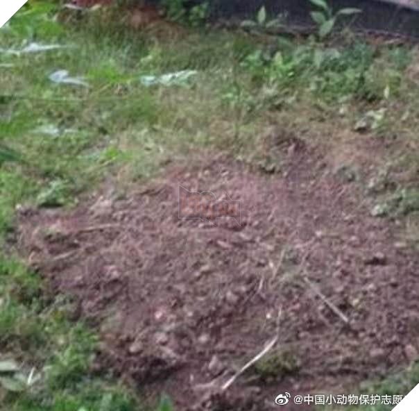 Boss bị chôn sống trong lúc sen bị cách ly do nghi ngờ nhiễm virus corona, cư dân mạng đồng loạt chỉ trích hành động vô nhân đạo - Ảnh 3.