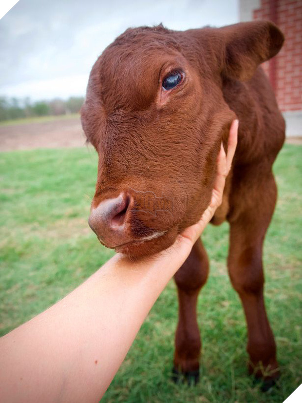 Chuyện chú bò mồ côi được gia đình nhà chó nhận nuôi từ bé, sống riết quen rồi cũng tự nghĩ mình là chó luôn - Ảnh 4.