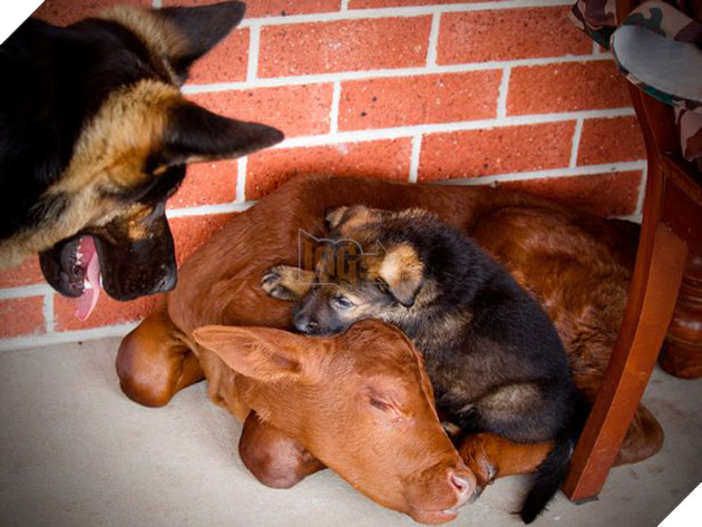 Chuyện ch&#250; b&#242; mồ c&#244;i được gia đ&#236;nh nh&#224; ch&#243; nhận nu&#244;i từ b&#233;, sống riết quen rồi cũng tự nghĩ m&#236;nh l&#224; ch&#243; lu&#244;n - Ảnh 1.