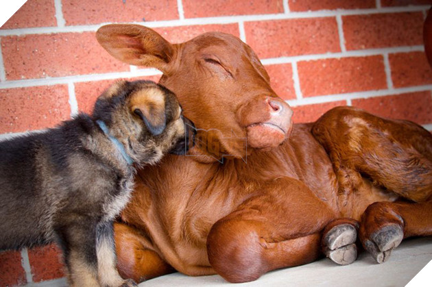 Chuyện ch&#250; b&#242; mồ c&#244;i được gia đ&#236;nh nh&#224; ch&#243; nhận nu&#244;i từ b&#233;, sống riết quen rồi cũng tự nghĩ m&#236;nh l&#224; ch&#243; lu&#244;n - Ảnh 1.