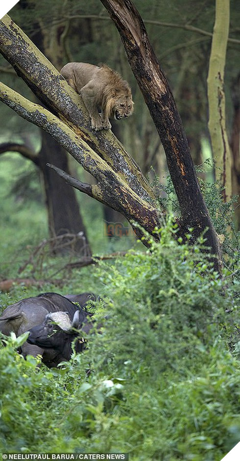 Ngược đời: Sư tử khốn khổ trèo lên cây trốn đàn trâu rừng hung hăng truy sát 2
