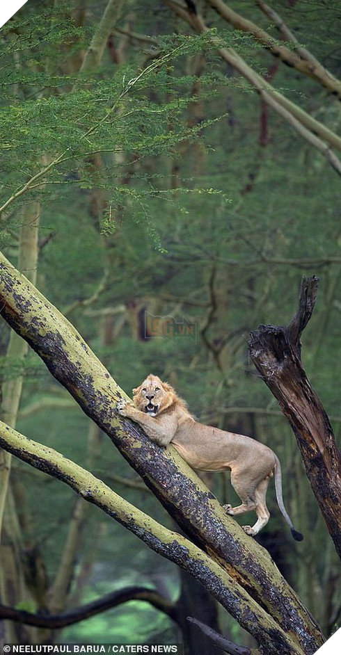 Ngược đời: Sư tử khốn khổ trèo lên cây trốn đàn trâu rừng hung hăng truy sát 3