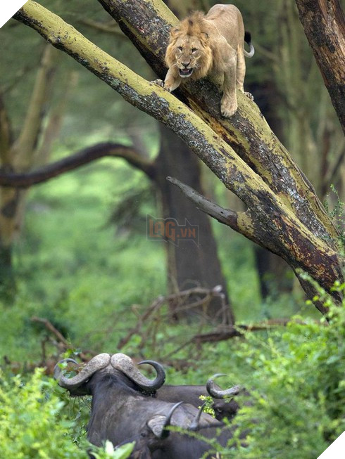 Ngược đời: Sư tử khốn khổ trèo lên cây trốn đàn trâu rừng hung hăng truy sát