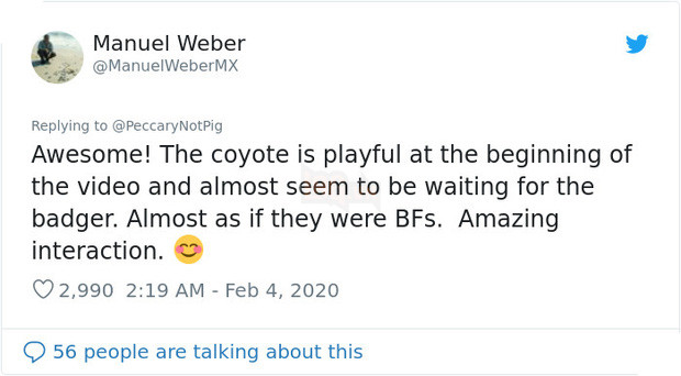 Cảnh cặp đôi sói hoang và chồn lửng rủ nhau khám phá đường hầm khiến dân mạng phát sốt vì đáng yêu hệt như trong phim - Ảnh 4.