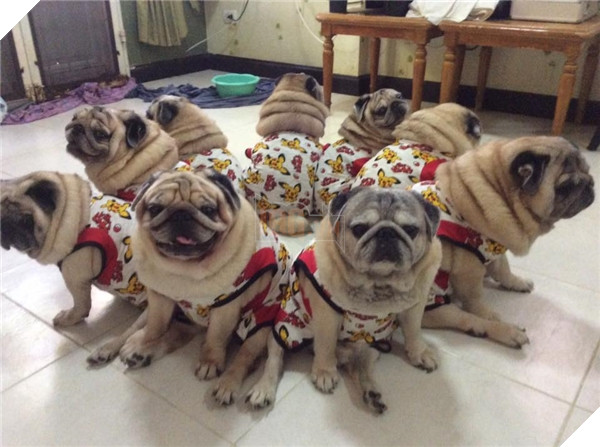 9 chú chó Pug ''núc ních'', tròn vo mặc đồng phục khiến dân mạng đổ gục vì quá dễ thương