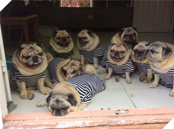9 chú chó Pug ''núc ních'', tròn vo mặc đồng phục khiến dân mạng đổ gục vì quá dễ thương