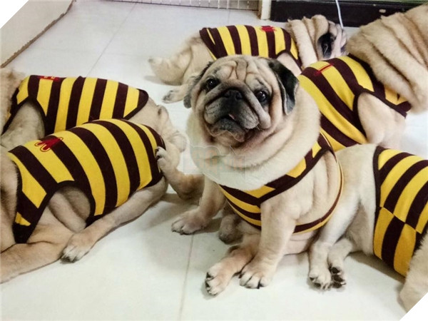 
Từ sọc nhiều màu...