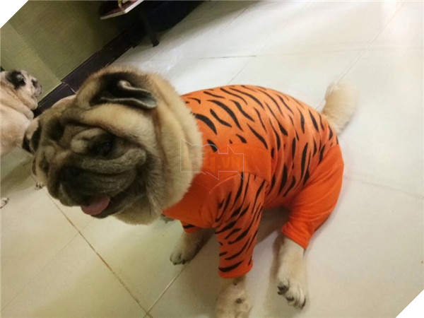 
Đây là chó hay là chú hổ con vậy nhỉ?