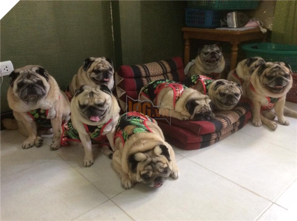 9 chú chó Pug ''núc ních'', tròn vo mặc đồng phục khiến dân mạng đổ gục vì quá dễ thương