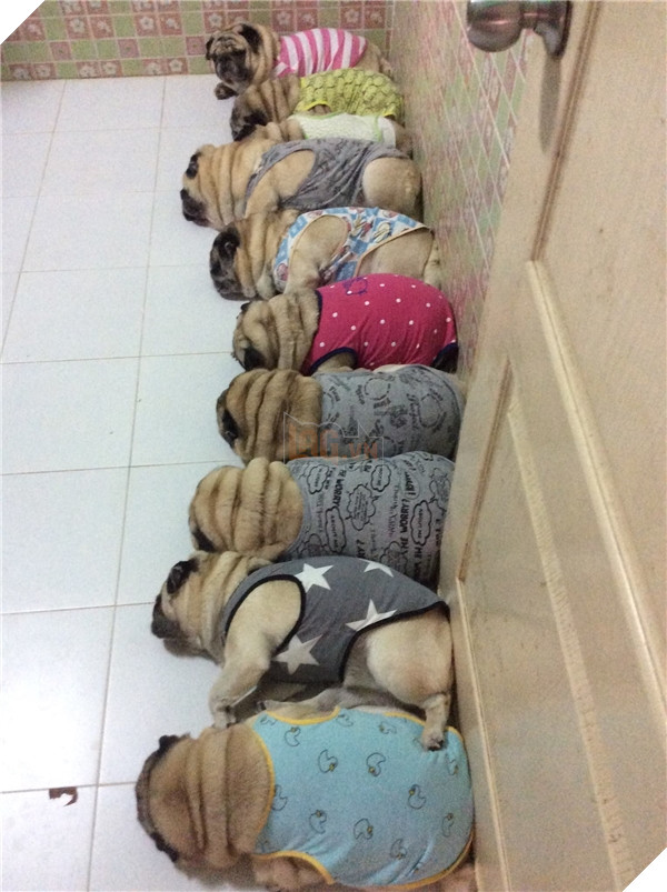 
Nhìn chẳng khác gì mấy cục giò chả nè...