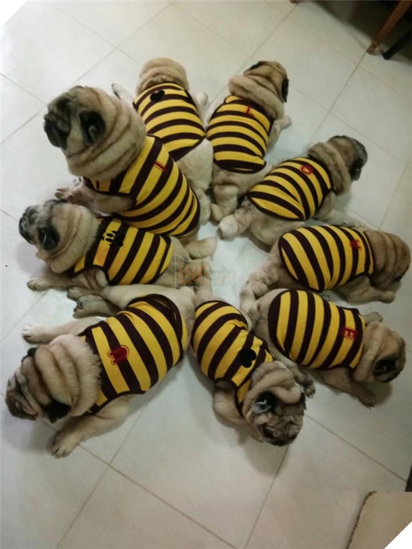 9 chú chó Pug ''núc ních'', tròn vo mặc đồng phục khiến dân mạng đổ gục vì quá dễ thương